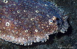 Ambon Sole/Photographed with a 60 mm macro lens at Lembeh... by Laurie Slawson 